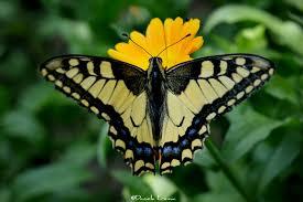 Oamenii de ştiinţă au aflat ce culoare avea un fluture care a trăit în urmă cu 200 de milioane de ani