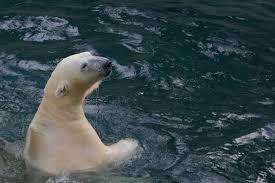 Primul urs polar născut la tropice ar putea fi eutanasiat