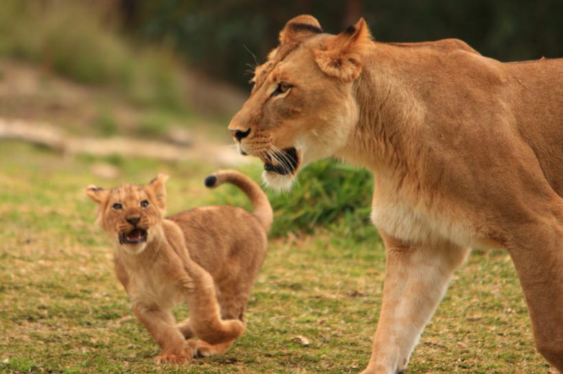 11 lei au fost găsiți morți într-un parc natural din Uganda
