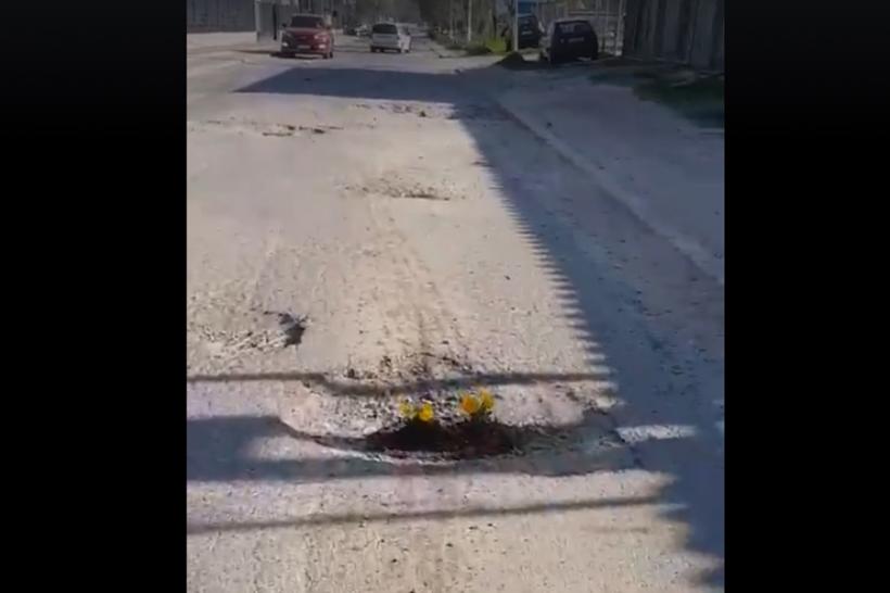 VIDEO - Panseluțe plantate în gropile străzilor din Tulcea