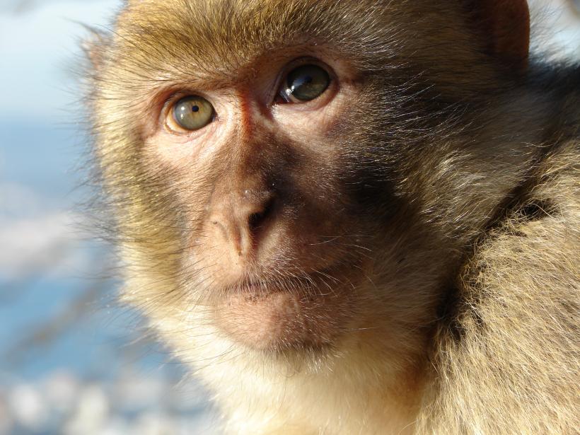 O maimuță a evadat de la grădina zoologică din Piatra-Neamț