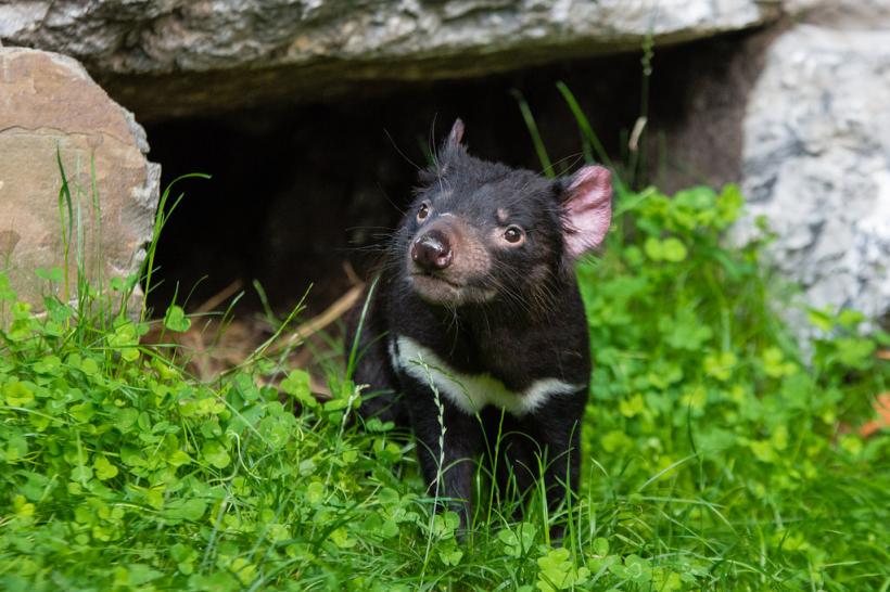 Un grup de diavoli tasmanieni sănătoşi, descoperit într-o parte izolată a insulei Tasmania