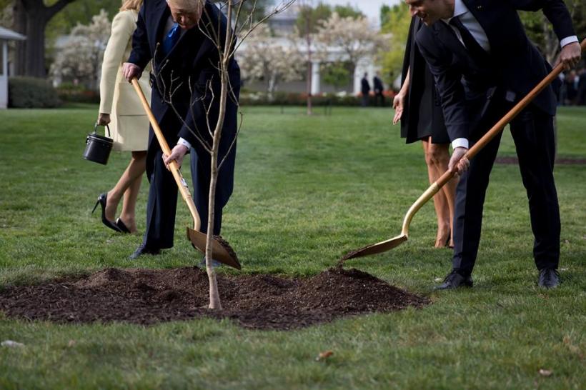 A disparut copacul plantat de Trump si Macron