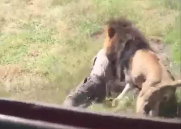 VIDEO. Un britanic a fost atacat de un leu în faţa vizitatorilor dintr-un parc natural din Africa de Sud