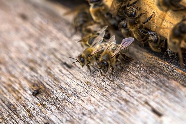 Albinele au &quot;ucis&quot; doua persoane in judetul Buzău
