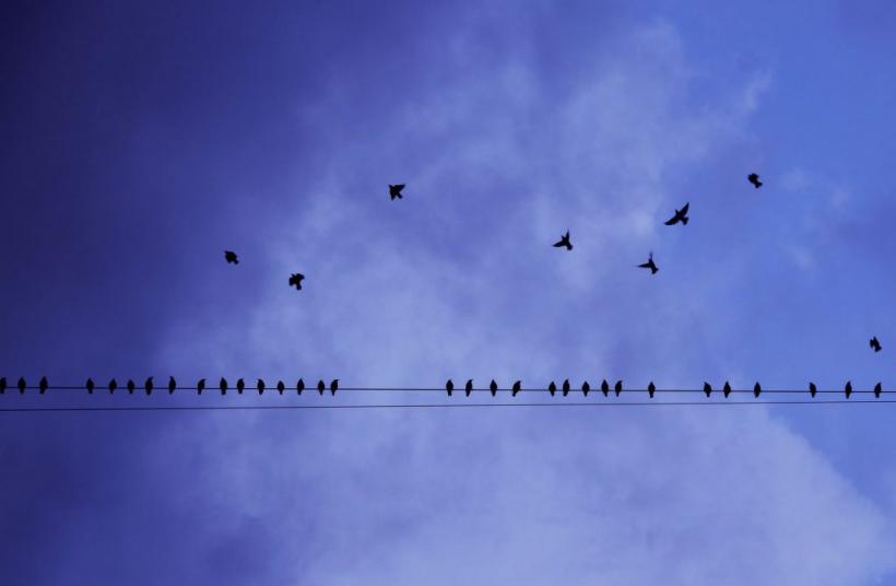 De ce păsările nu se electrocutează pe liniile de înaltă tensiune?