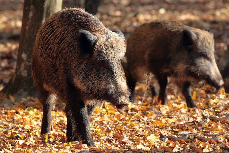 Ungaria a identificat un nou caz de pestă porcină africană în rândul mistreţilor 