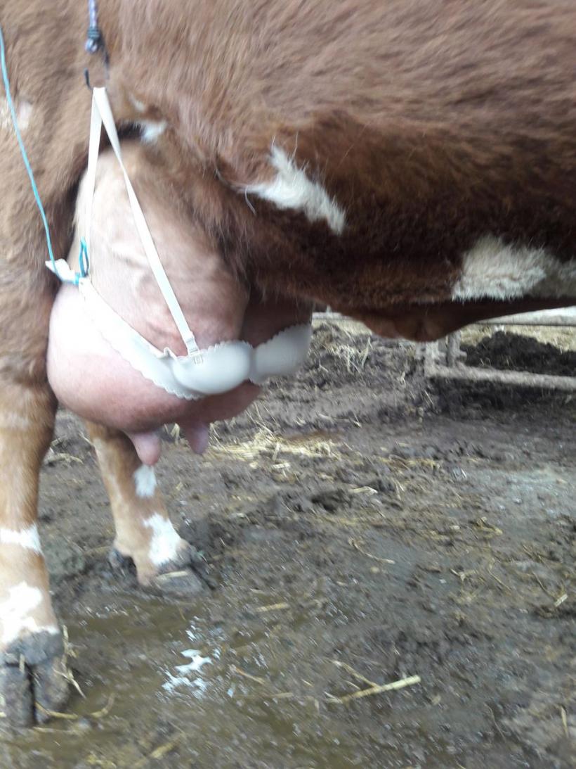 De ce un fermier i-a pus un sutien unei vaci