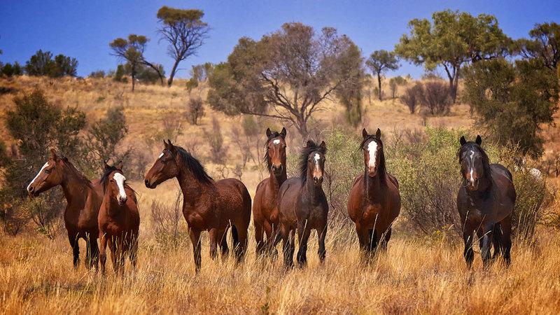Guvernul australian renunță la planul de a sacrifica aproape 90% din caii sălbatici