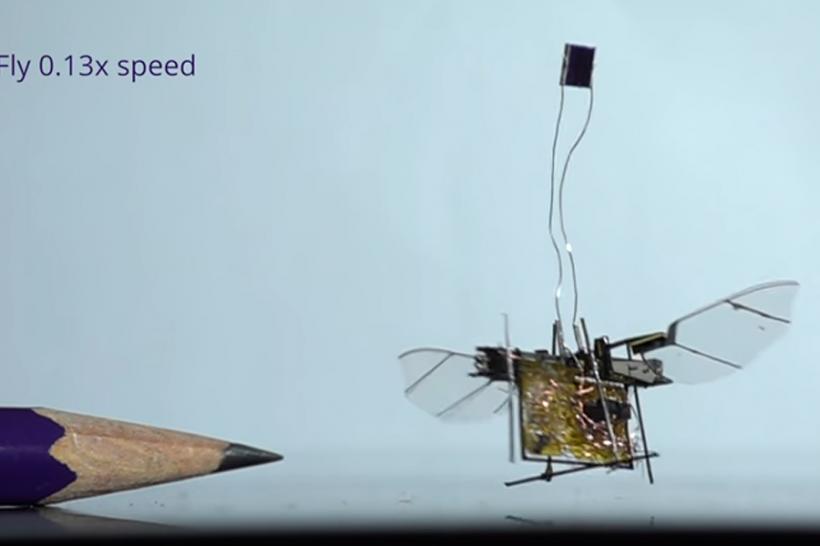 VIDEO - A fost creată prima insectă robotică wireless