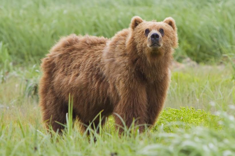 Administrația Trump dorește reautorizarea șuncii și a gogoșilor pentru ademenirea urșilor din Alaska 
