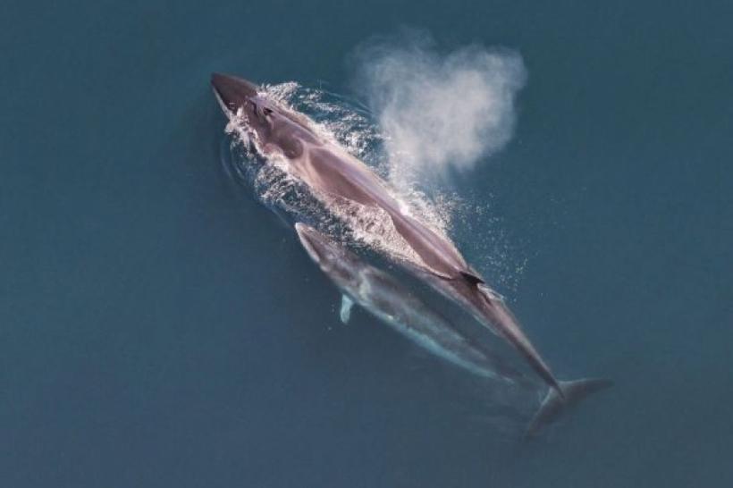 VIDEO: Balena boreală cântă şi compune „jazz”