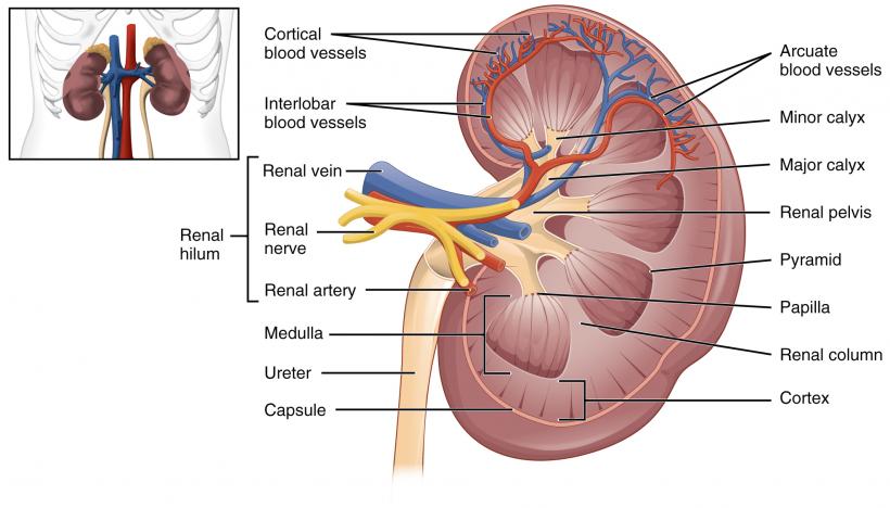 Cancerul la rinichi, cauze şi simptome