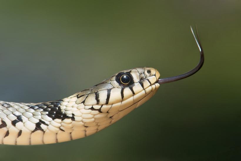 O singură mușcătură de șarpe a ucis două persoane în India
