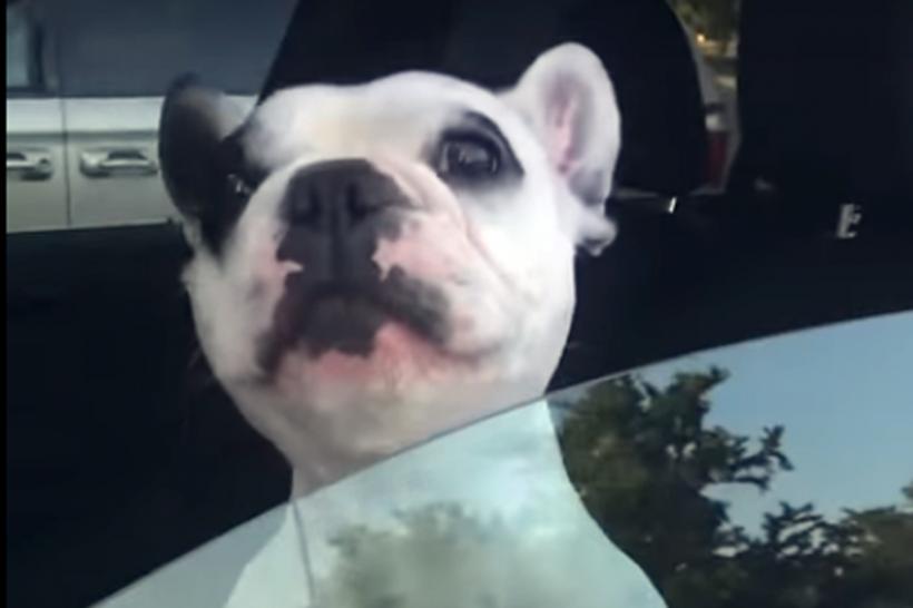 VIDEO amuzant - Câinele cu cea mai bună voce
