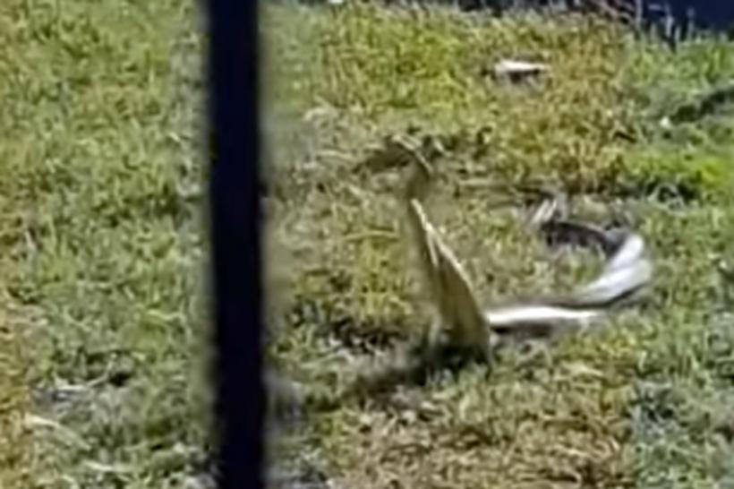 VIDEO - Scene șocante în Calafat. Un individ ucide doi șerpi apăruți lângă un loc de joacă