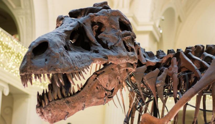 Scheletul unui dinozaur carnivor a fost vândut cu două milioane de euro la Paris