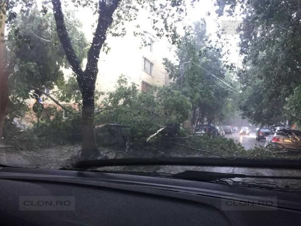 Furtuna din Arad a doborât mai mulți arbori