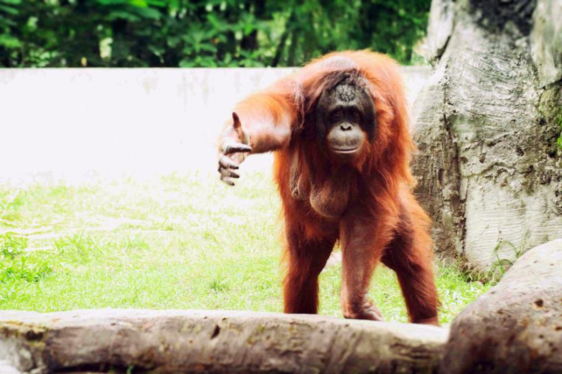 VIDEO - Imagini dramatice. Un orangutan încearcă să-și salveze pădurea din calea buldozerelor