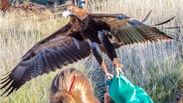 Un vultur antrenat să distrugă drone a atacat o fetiță