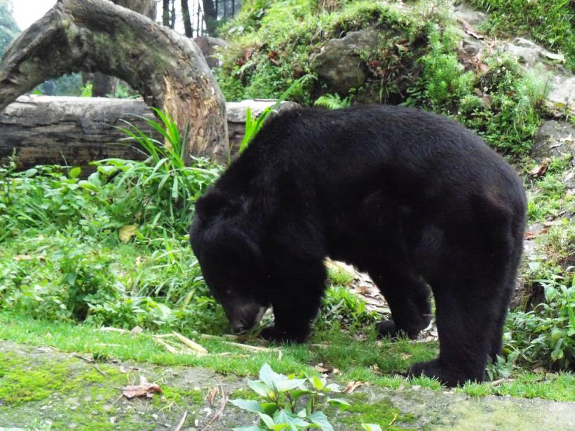 Un pui de urs asiatic negru s-a născut prin inseminare artificială în Coreea de Sud