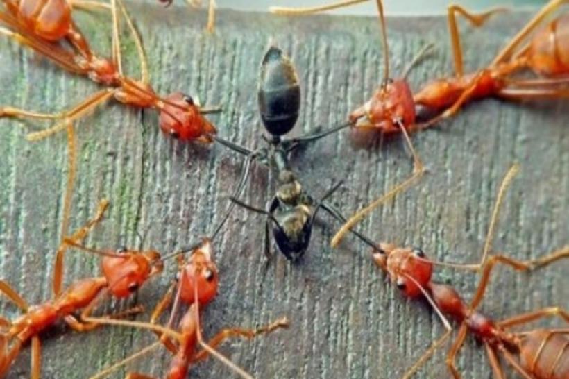 8 lucruri extraordinare pe care nu le știai despre furnici. O să fii surprins!