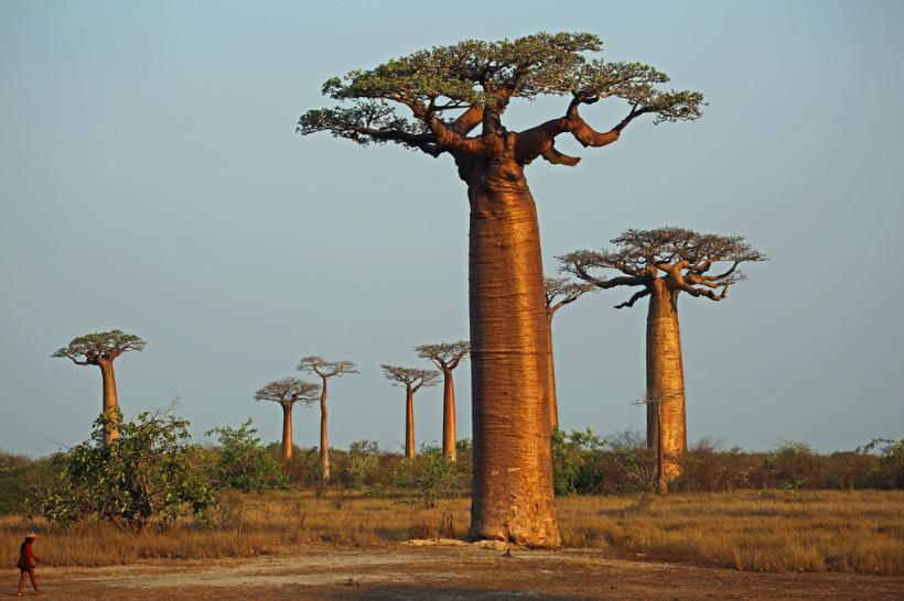 Unii dintre cei mai bătrâni şi mai mari copaci baobab au murit
