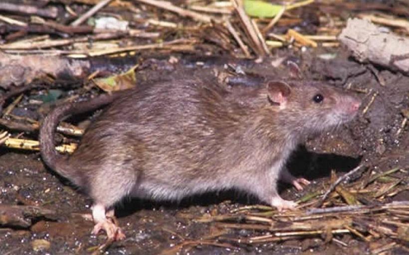 O femeie din Botoșani a fost mușcată de un șobolan