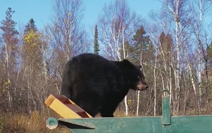 O ursoaică rămasă captivă într-un container de gunoi, eliberată de jandarmii din Tușnad