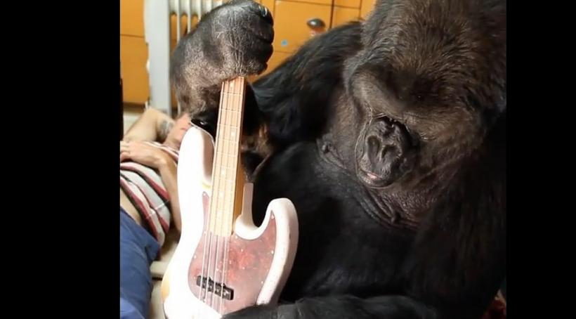 Koko, gorila care înțelegea limbajul semnelor, a murit la 46 de ani