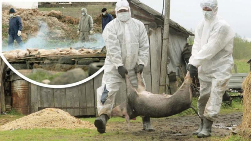 Alertă în Tulcea! Suspiciune de pestă porcină africană, în satul Băltenii de Jos