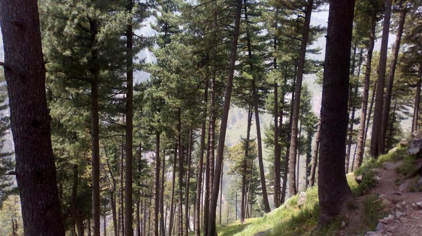 Sute de milioane de copaci, plantaţi în Pakistan pentru a limita efectele despăduririlor