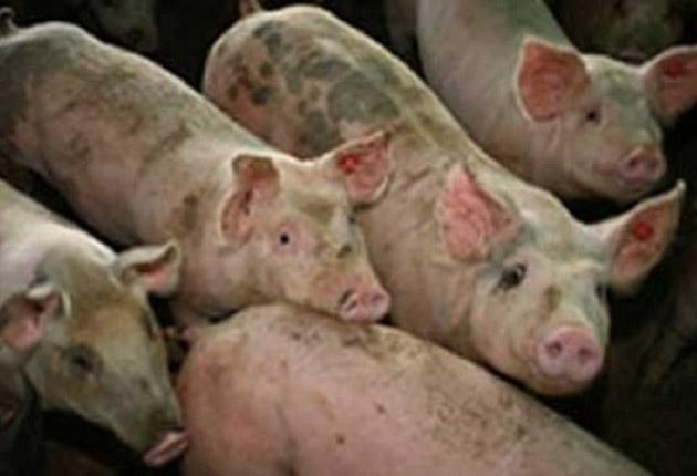 Alertă la Galaţi! Autorităţile iau măsuri sporite de securitate pentru prevenirea pestei porcine