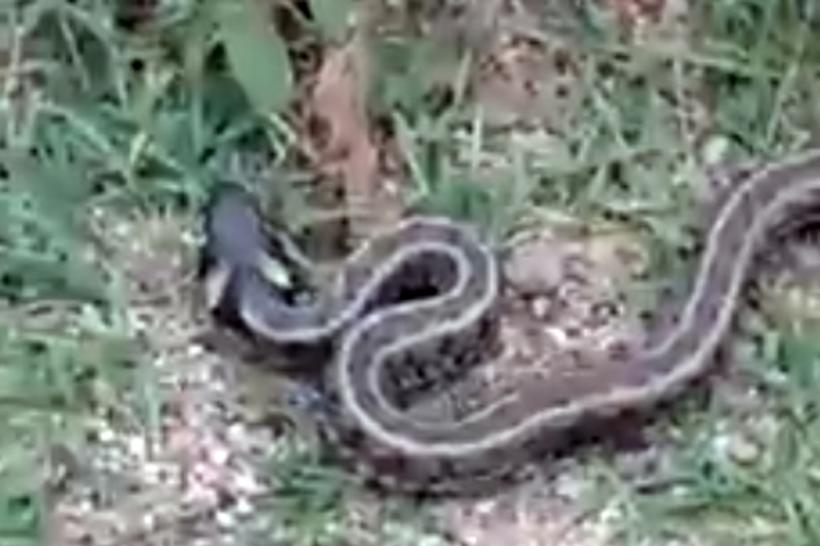 VIDEO - Mehedinţi: Şarpe de 170 cm, neveninos, capturat de jandarmi din curtea unei grădiniţe