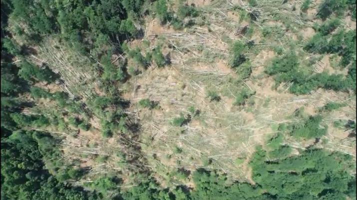 VIDEO - Furtunile din ultima perioadă au pus la pământ 1000 de ha de pădure în Vâlcea