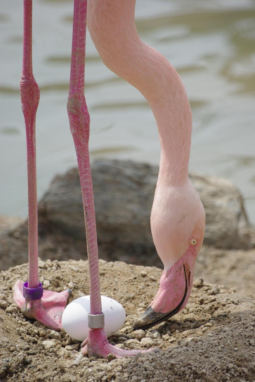 Franţa: 500 de ouă de flamingo, abandonate înainte de eclozare