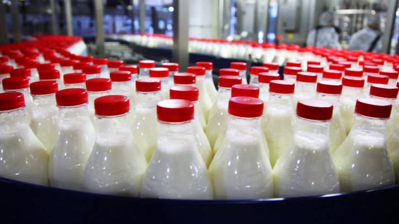 Industria laptelui, controlată de multinaţionale şi sufocată de importuri. Cum a pierdut România cinci milioane de vaci