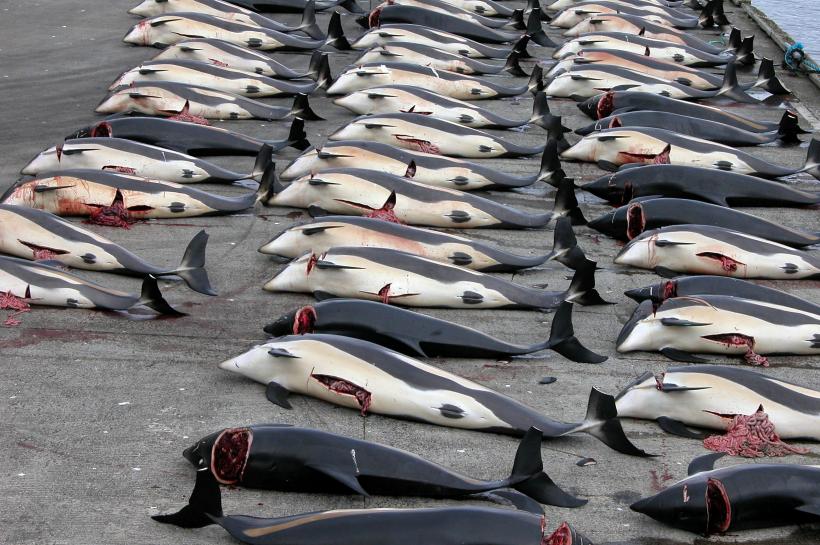 Japonia vrea să reia vânătoarea de balene