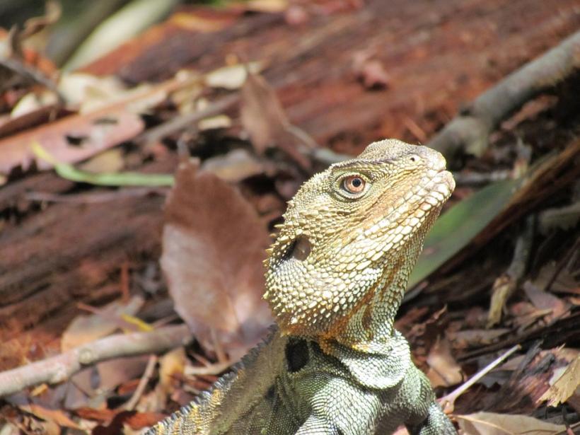 În Australia, 7% din totalul speciilor de reptile sunt ameninţate cu disparitia