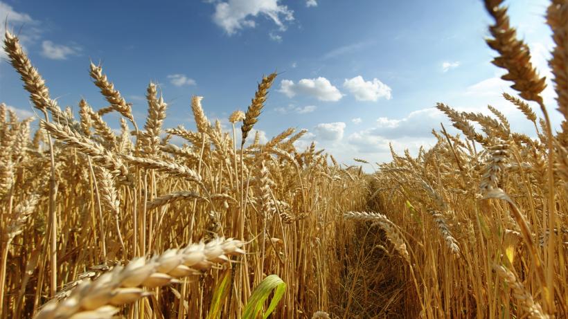 Recolta de grâu a UE va scădea în acest an din cauza vremii secetoase din nordul continentului