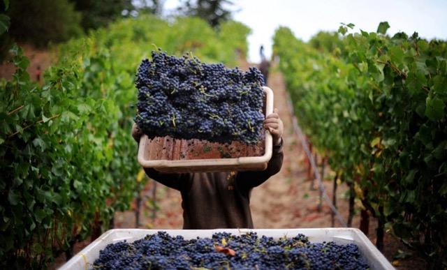 Ai o ferma viticola? Cum o organizezi pentru a obtine profit