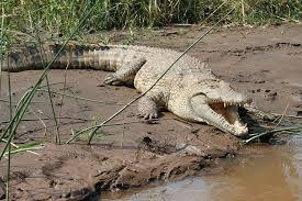 300 de crocodili, omorâţi în Indonezia 