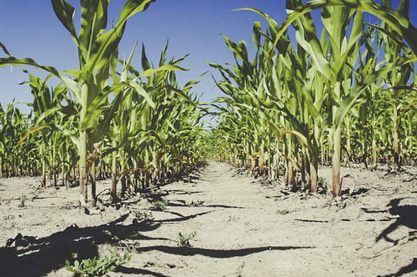 Valul de căldură care a lovit Europa a afectat recolta de cereale