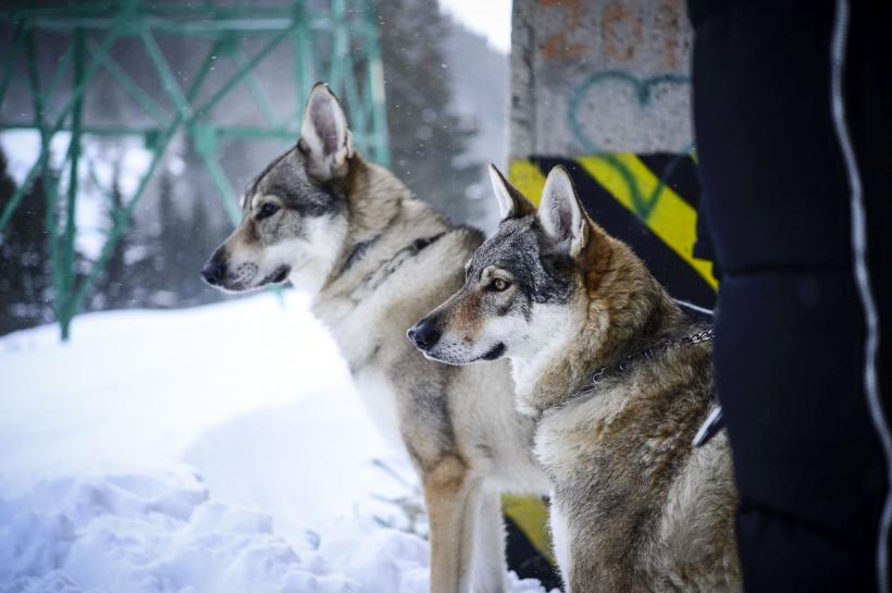 O haită de lupi cehi, ”actori” în ultimul episod al serialului ”Băieți de oraș”
