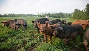 Bulgaria construieşte un gard la graniţa cu România pentru a preveni răspândirea virusului pestei porcine africane