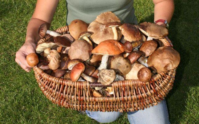 Şase persoane din Hunedoara s-au intoxicat cu ciuperci culese din pădure