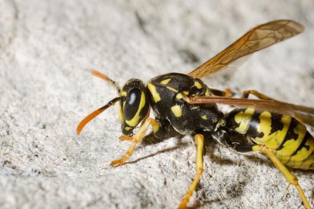 Incident dramatic în Sălaj! Un bărbat a murit după ce a fost înţepat de mai multe viespi