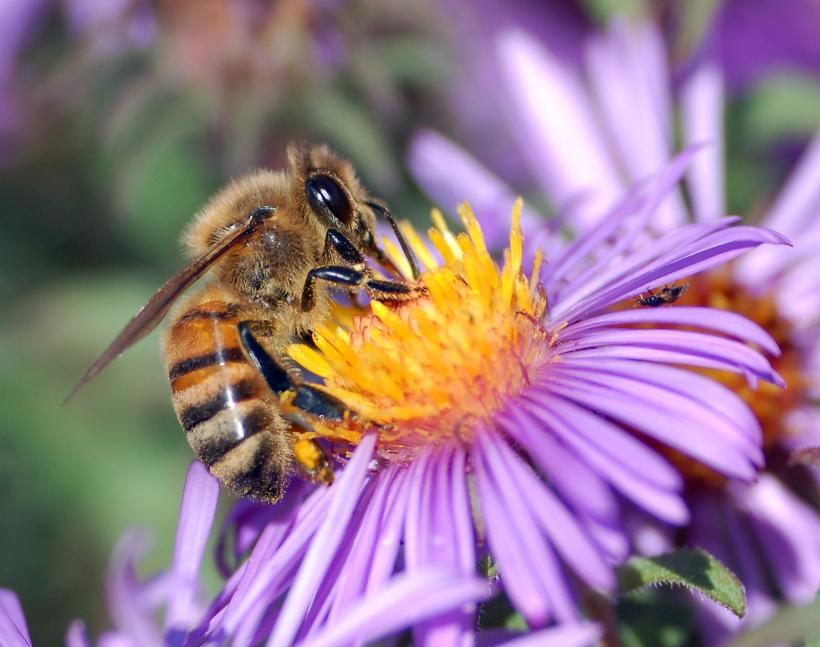 La Roma albinele sunt folosite pentru a supraveghea poluarea aerului
