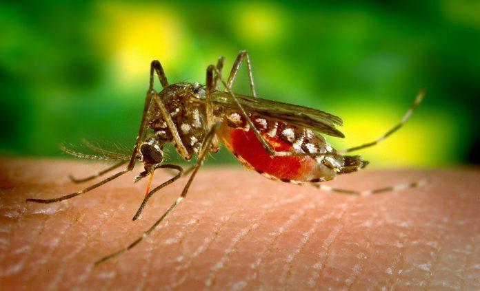 Recomandări pentru prevenirea, combaterea şi limitarea efectelor infestaţiei cu ţânţari