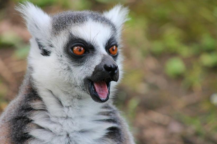 Majoritatea speciilor de lemuri sunt pe cale de dispariţie